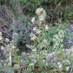 Reseda phyteuma Habitatea