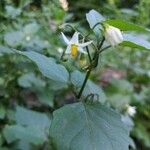 Solanum nigrumFlower