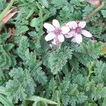 Erodium cicutarium Blüte