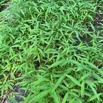 Leersia virginica Leaf