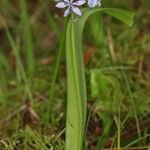 Scilla monophyllos Flower