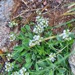 Lepidium hirtum Natur