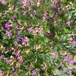 Cuphea hyssopifolia Цвят