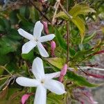 Jasminum officinaleFlower