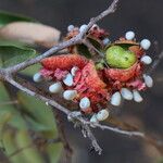 Xylopia katangensis Fruto