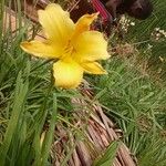 Hemerocallis minor Цвят