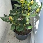 Rhododendron catawbiense Leaf
