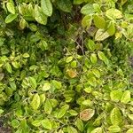 Loropetalum chinense List