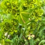 Euphorbia helioscopia Floro