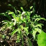 Asplenium viride Blad