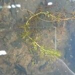 Utricularia australis Leaf