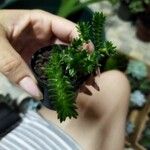 Sedum goldmanii 葉