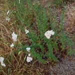 Achillea ligustica عادت داشتن