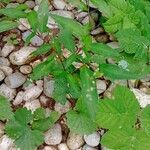 Persicaria hydropiper ഇല