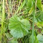 Geum pyrenaicum ഇല