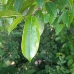 Prunus serotina Leaf