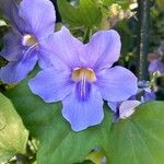 Thunbergia grandiflora फूल