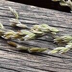 Poa pratensis Bleunienn