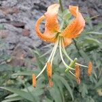 Lilium henryi Flor
