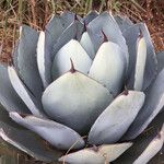 Agave parryi Leaf