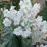 Matthiola incana Blüte