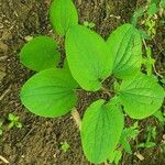 Smilax herbacea ഇല