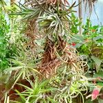 Tillandsia tenuifolia Hàbitat