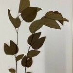 Bauhinia ungulata Leaf