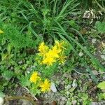 Hypericum perforatumFlower