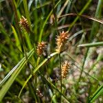 Carex vesicaria Плід