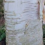 Betula utilis Ŝelo