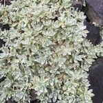 Helichrysum obconicum Hoja
