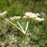 Seseli tortuosum Flower