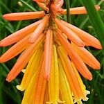 Kniphofia × praecox Flower