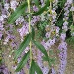 Buddleja alternifolia Kvet