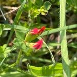 Lotus corniculatus Leaf