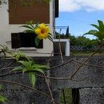 Allamanda cathartica Flower