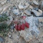 Astragalus australis Frukto