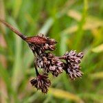 Luzula campestris Fruit