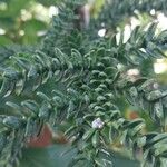 Araucaria laubenfelsii برگ