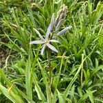 Camassia leichtlinii花