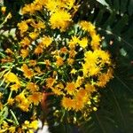 Sonchus palmensis