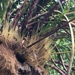 Grammatophyllum speciosum Buveinė