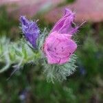 Echium vulgareKwiat