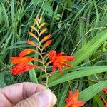 Crocosmia x crocosmiiflora Flor