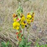 Crotalaria retusa Blomma