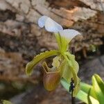 Paphiopedilum insigneBlüte