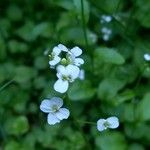 Arabidopsis halleri Blomst