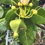 Barringtonia asiatica Fruit