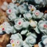 Helichrysum roseoniveum